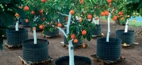 Potted Citrus Best Tips Ever