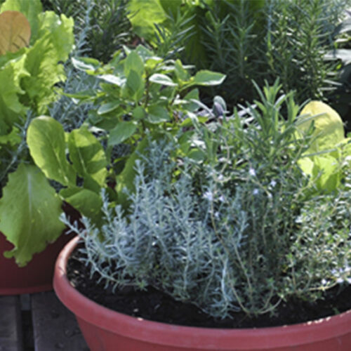 Potted produce