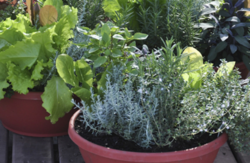 Potted produce