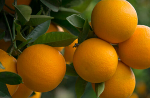 Citrus tips