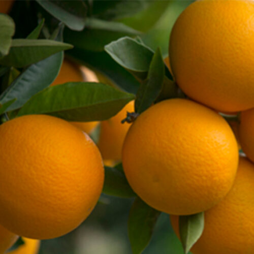 Citrus tips