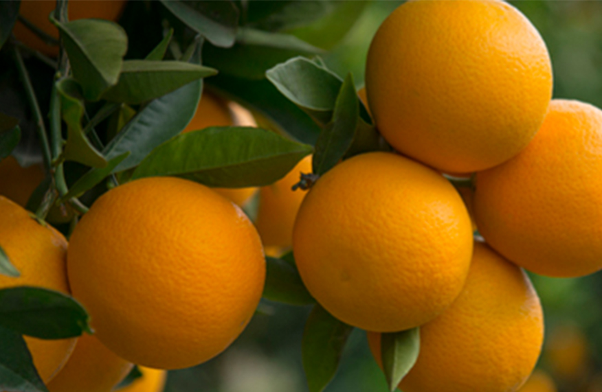 Citrus tips
