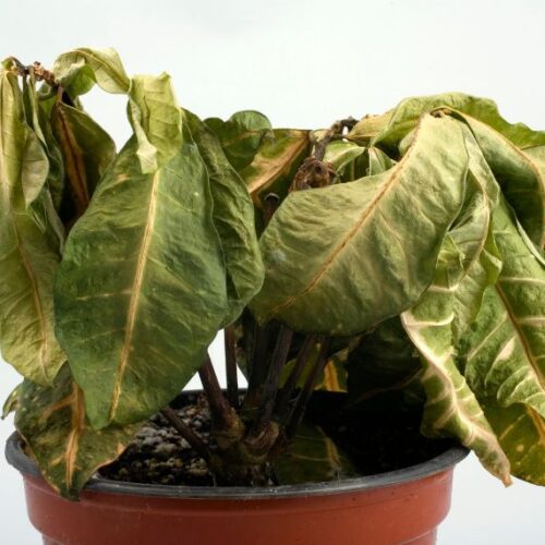 Confessions of a killer gardener Dry plant