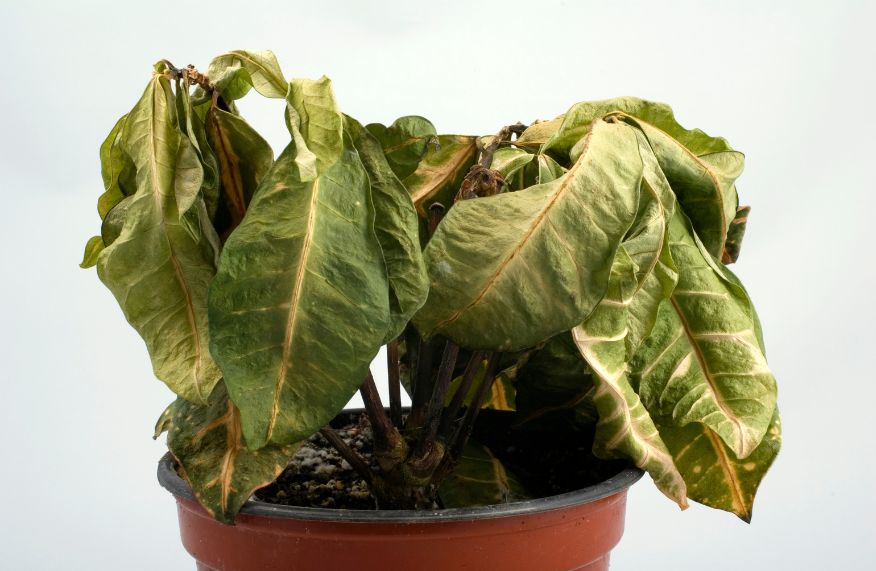 Dry plant