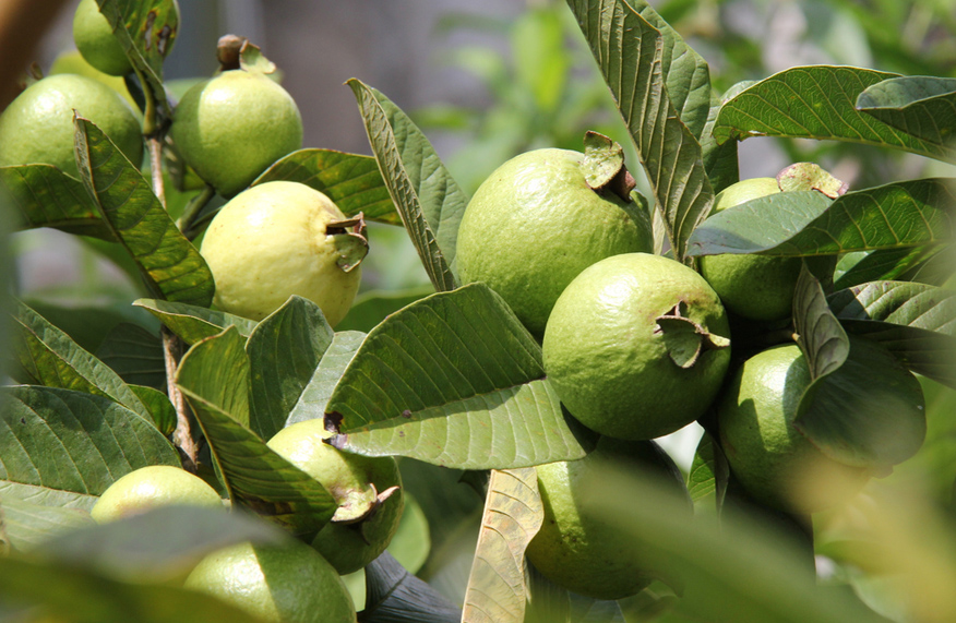 guava tree