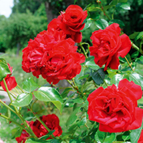 Five top roses for scent Roses for scent