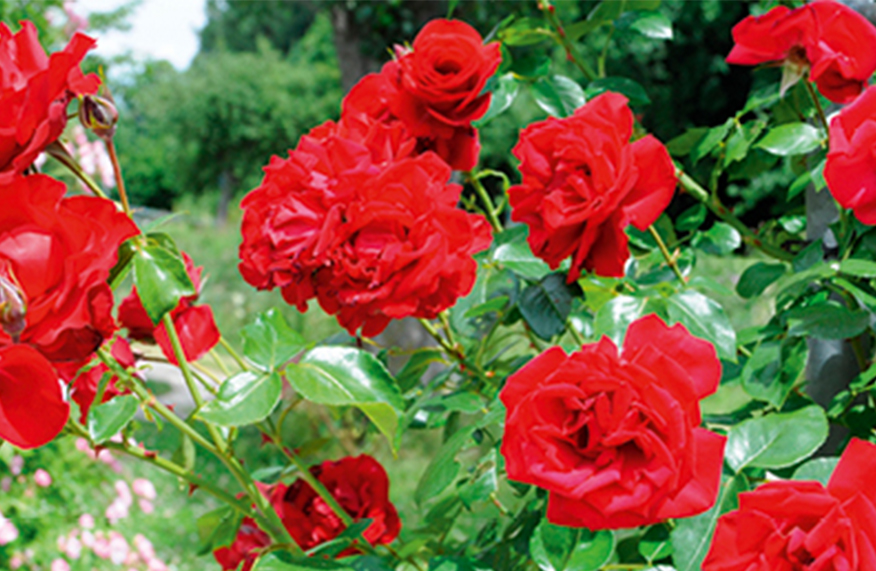Roses for scent