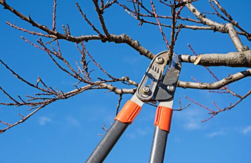 Prune fruit trees
