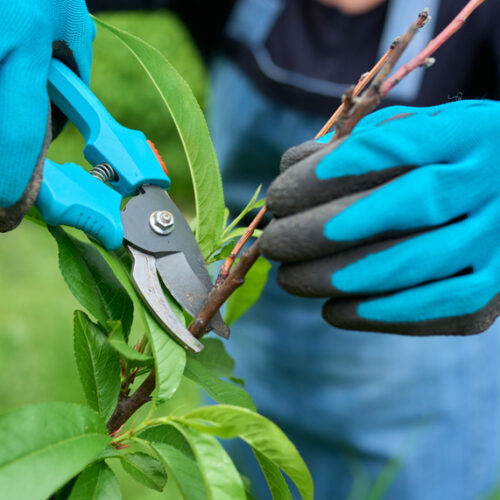 4 ways to pamper your fruit trees Prune fruit trees