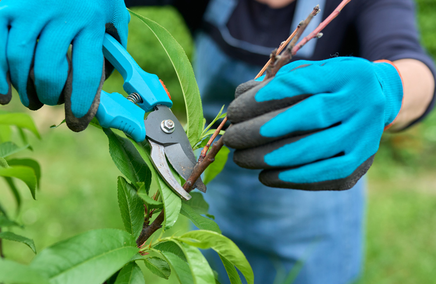 Prune fruit trees