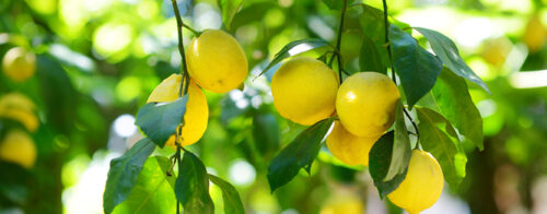 Planting under citrus