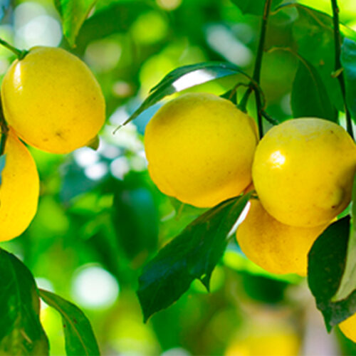 Citrus