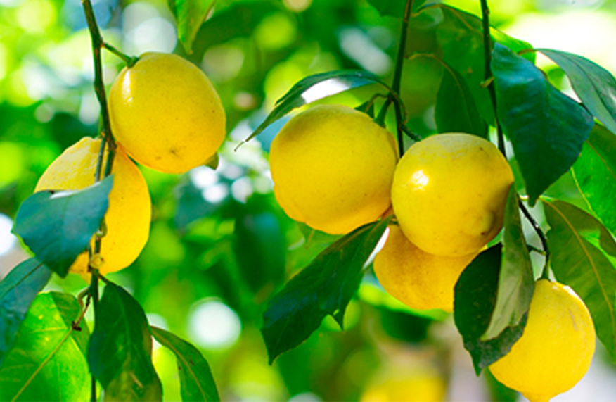 Citrus