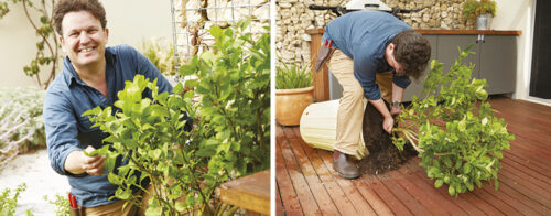 How to re-pot a fruit tree