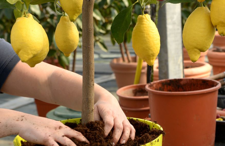 How to repot a fruit tree ABC Gardening Australia magazine