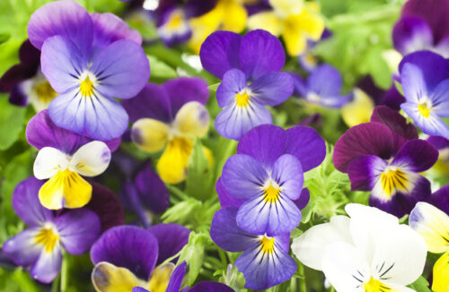 Pansies