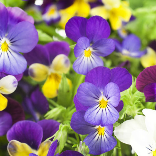 Small plants for a small space Pansies