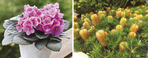 plants to grow in a small space