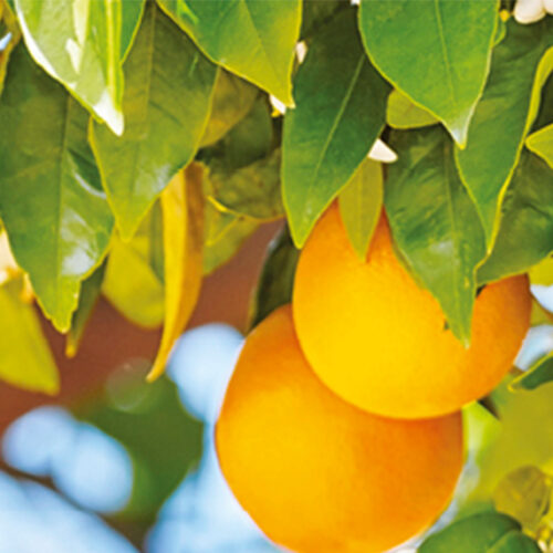 Citrus problems Citrus Solutions