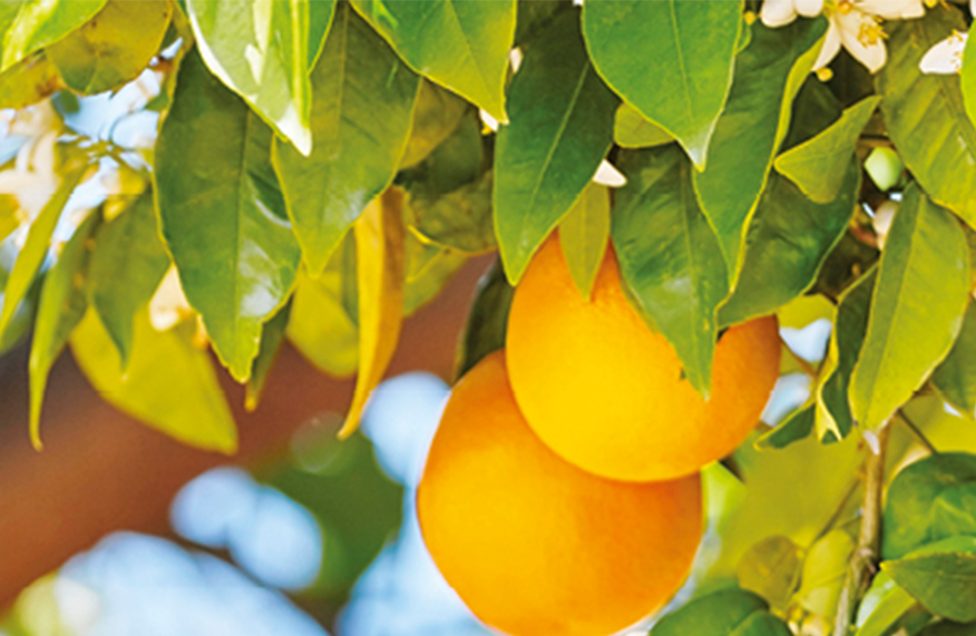 Citrus Solutions
