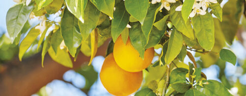 3 top citrus solutions