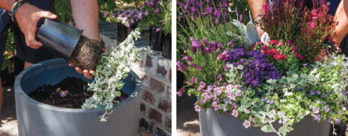 Plant up a big spring pot