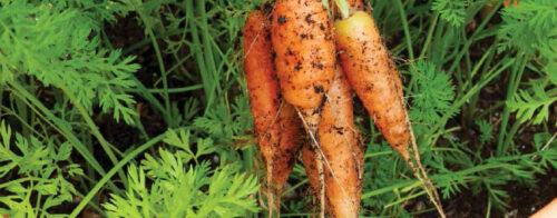 Grow a pot of carrots