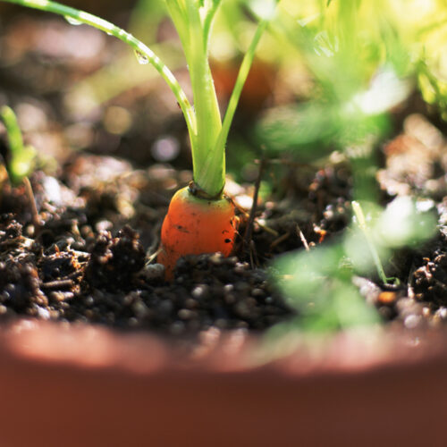 Pot of carrots