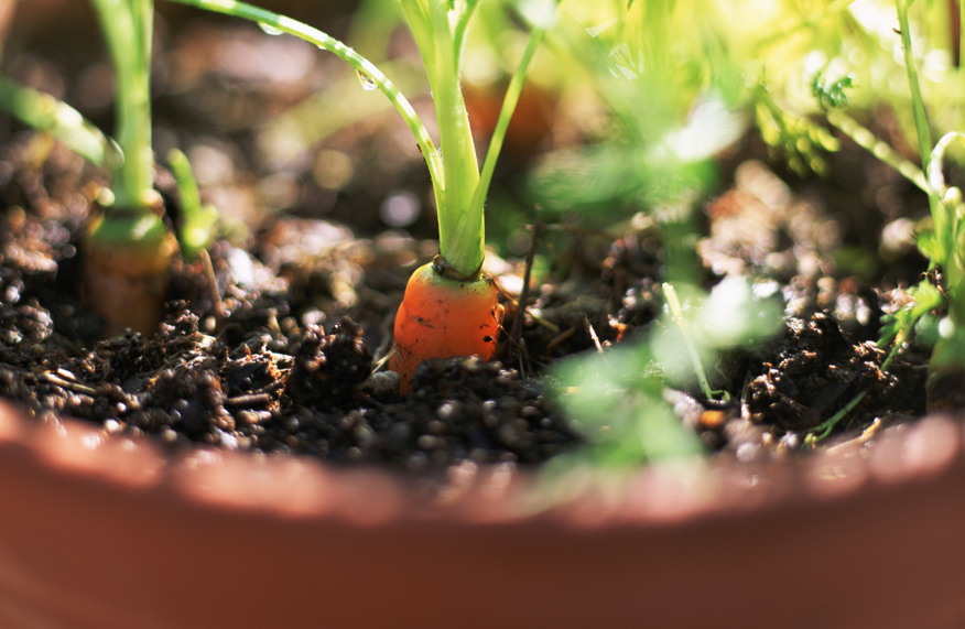 Pot of carrots