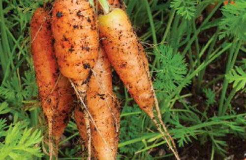 Carrots