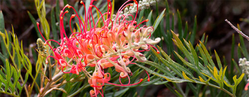 Why do some native plants die young