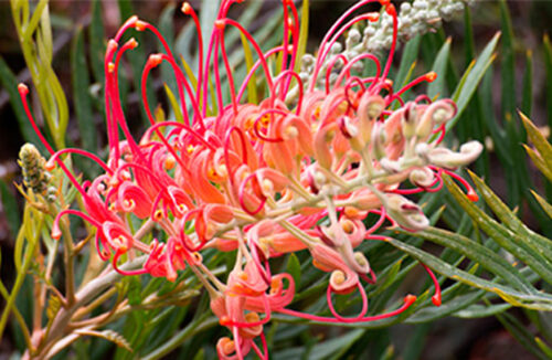native plants