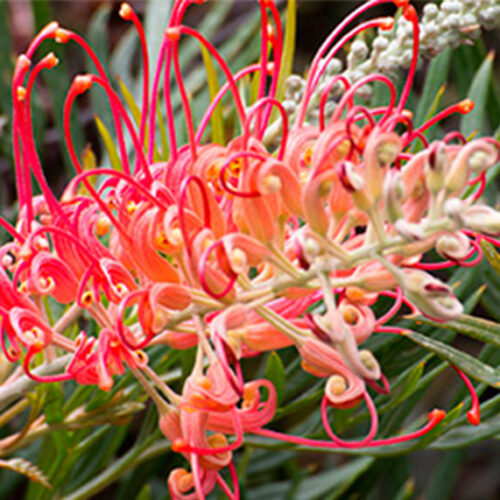 Q&A: Why do some native plants die young? native plants