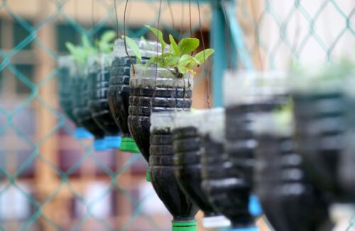 Recycle and re-use plastic bottles for plants