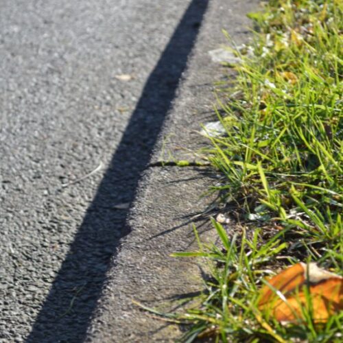 Q&A: What can I grow on my verge? verge