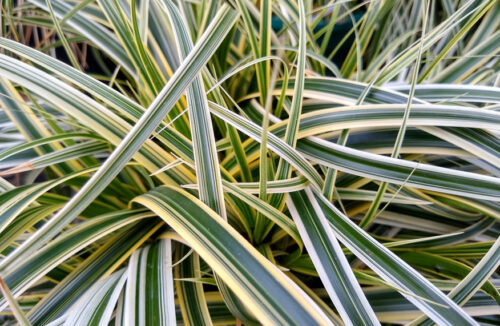 Carex 'Feather Falls'