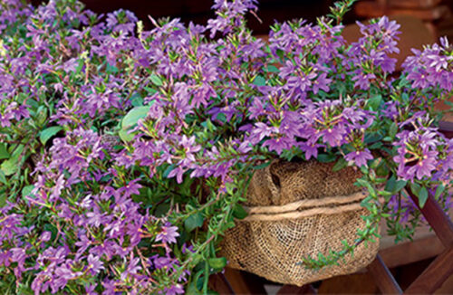 Summer pots