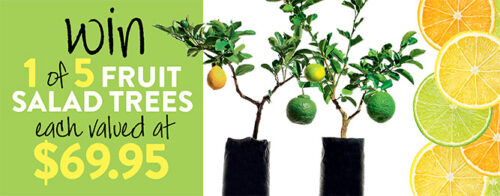 Win a fruit salad tree