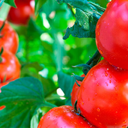 Q&A: What’s killing my tomatoes? Tomatoes