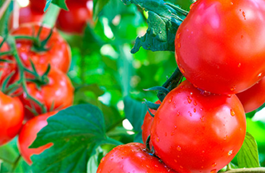 Tomatoes