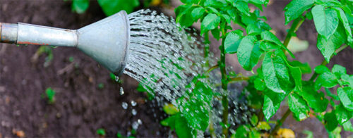 How to fix dry soil
