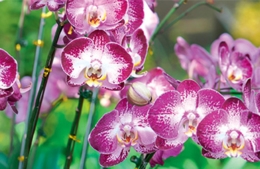 Orchid for autumn
