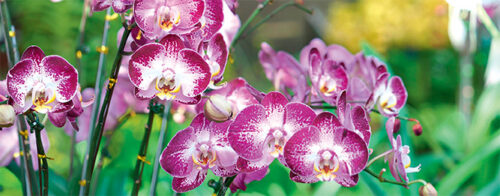 3 types of orchids for autumn flowers