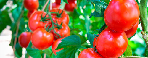 Q&A: What’s killing my tomatoes?