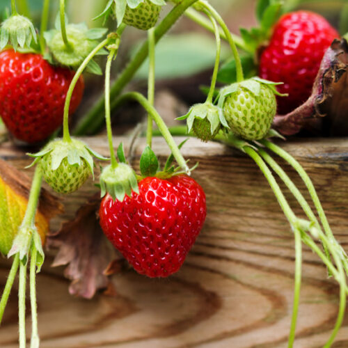 Strawberries