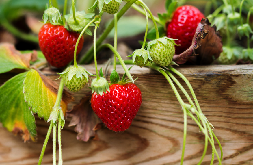 Strawberries