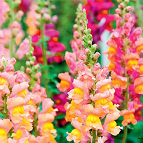 Plant snapdragons Snapdragon