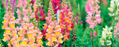 Plant snapdragons
