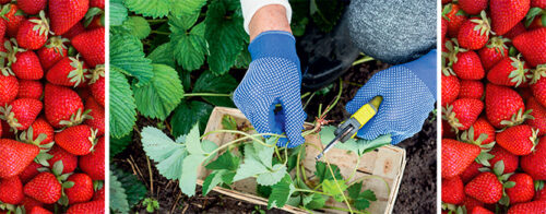Propagate strawberry plantlets