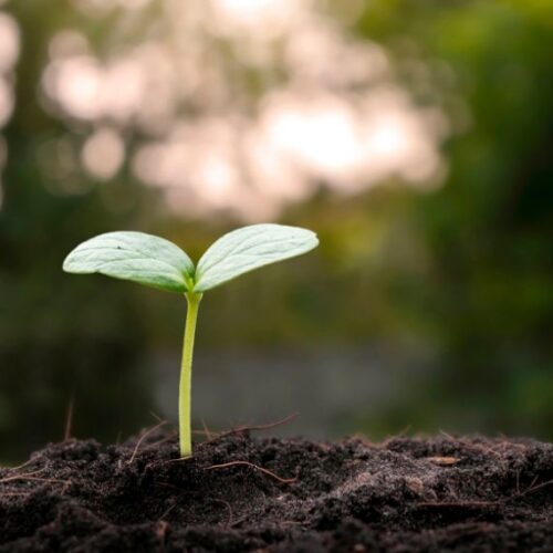 Seed no-show? Seedling